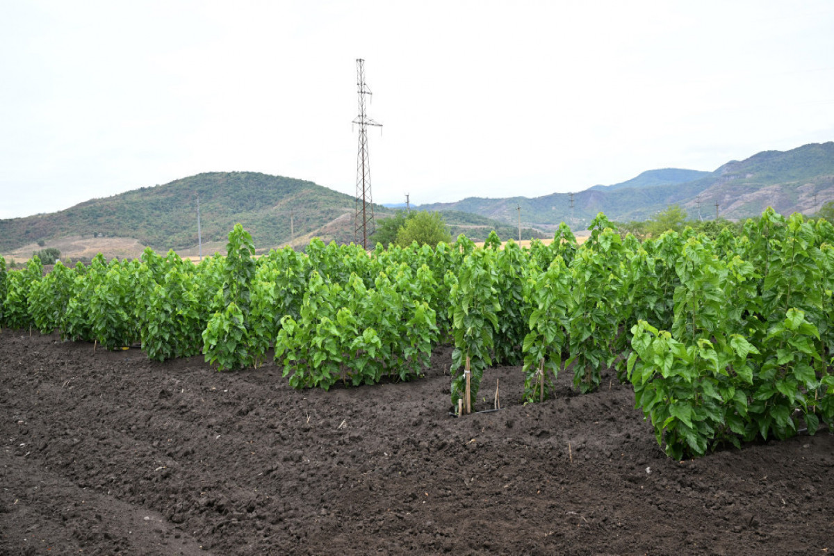 رئیس جمهور از باغ توت روستای داشبولاغ خوجالی بازدید کرد