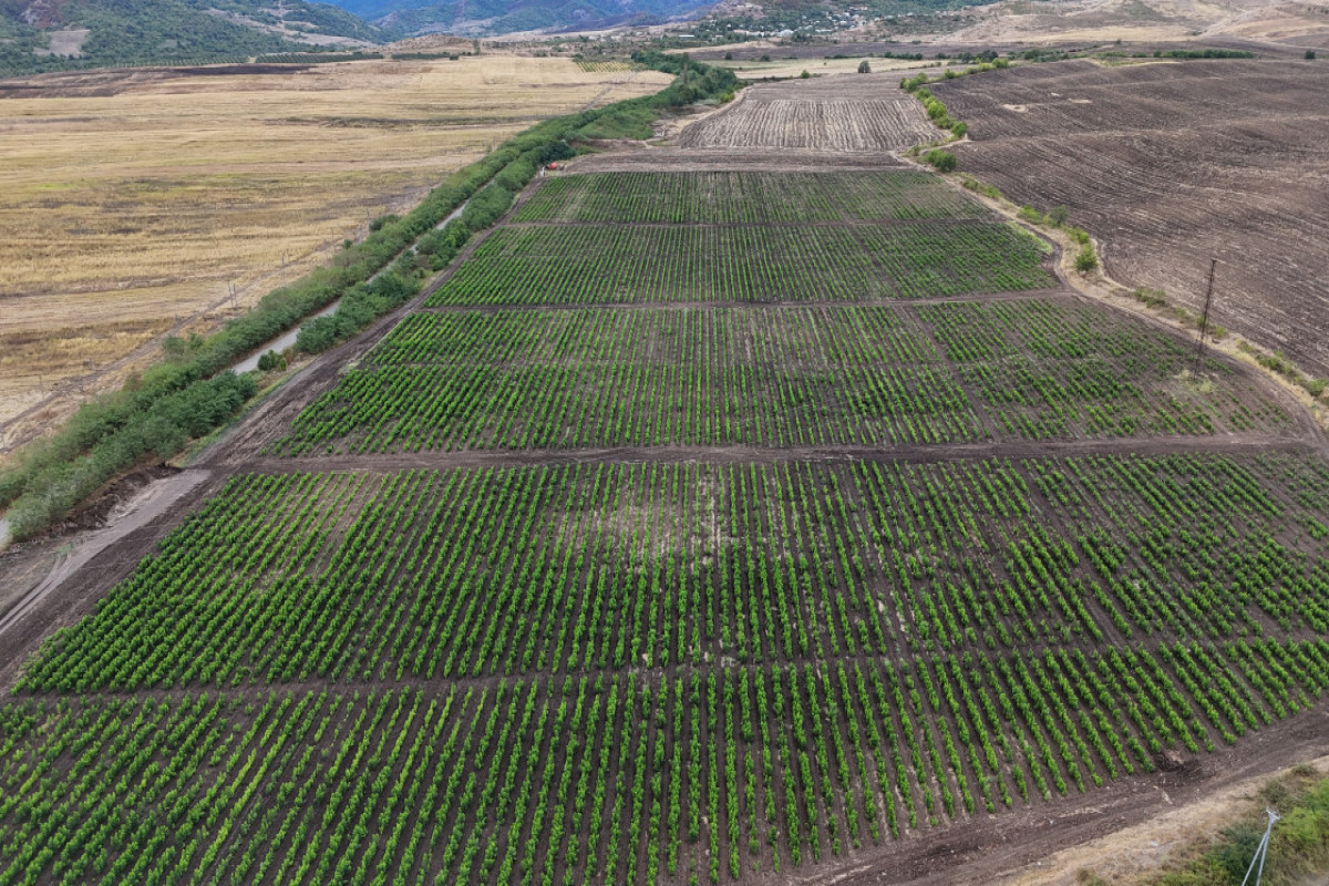 رئیس جمهور از باغ توت روستای داشبولاغ خوجالی بازدید کرد